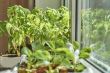 O wyższości domowej uprawy Home&Kitchen Garden warzyw nad uprawą masową